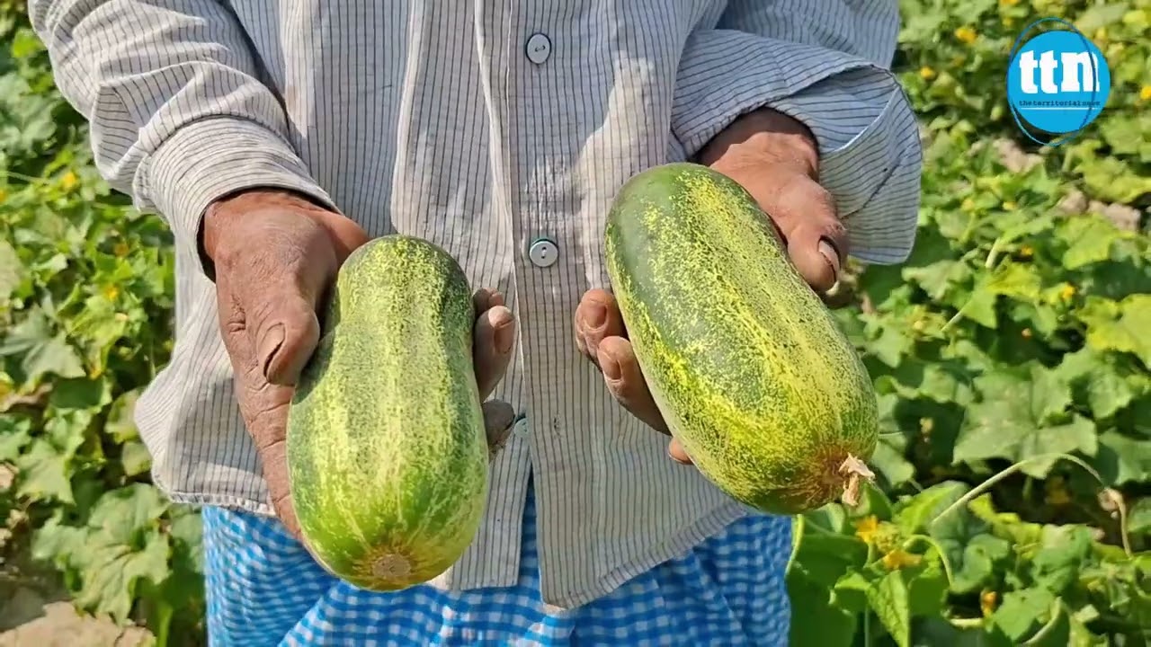 গর্জনিয়ায় তা'মাকের মাঠে দেশী শসা চাষ করে কৃষক নূর আহমদের সাফল্য-ttn