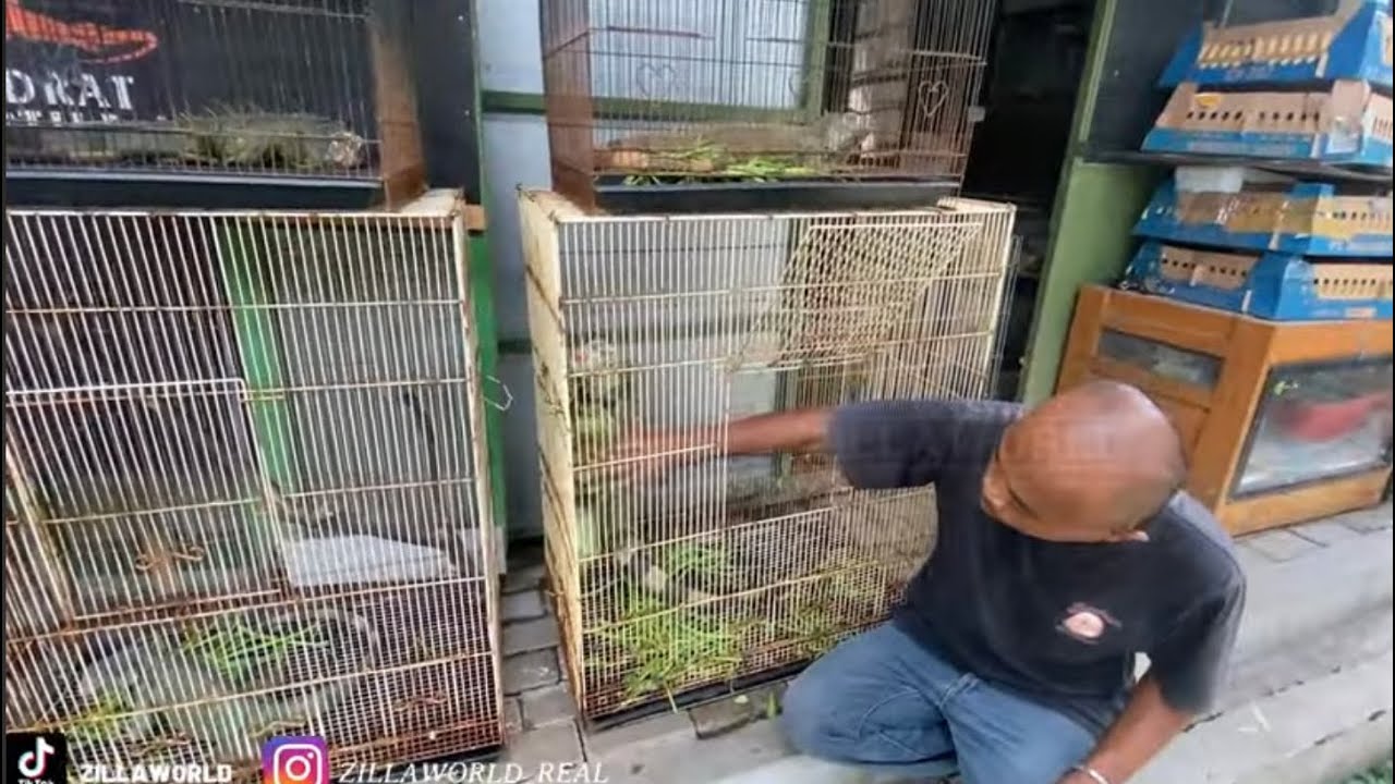 BENERAN IGUANA UDAH MURAH!? MARI CEK HARGA IGUANA DI PASAR PASTY YOGYAKARTA!