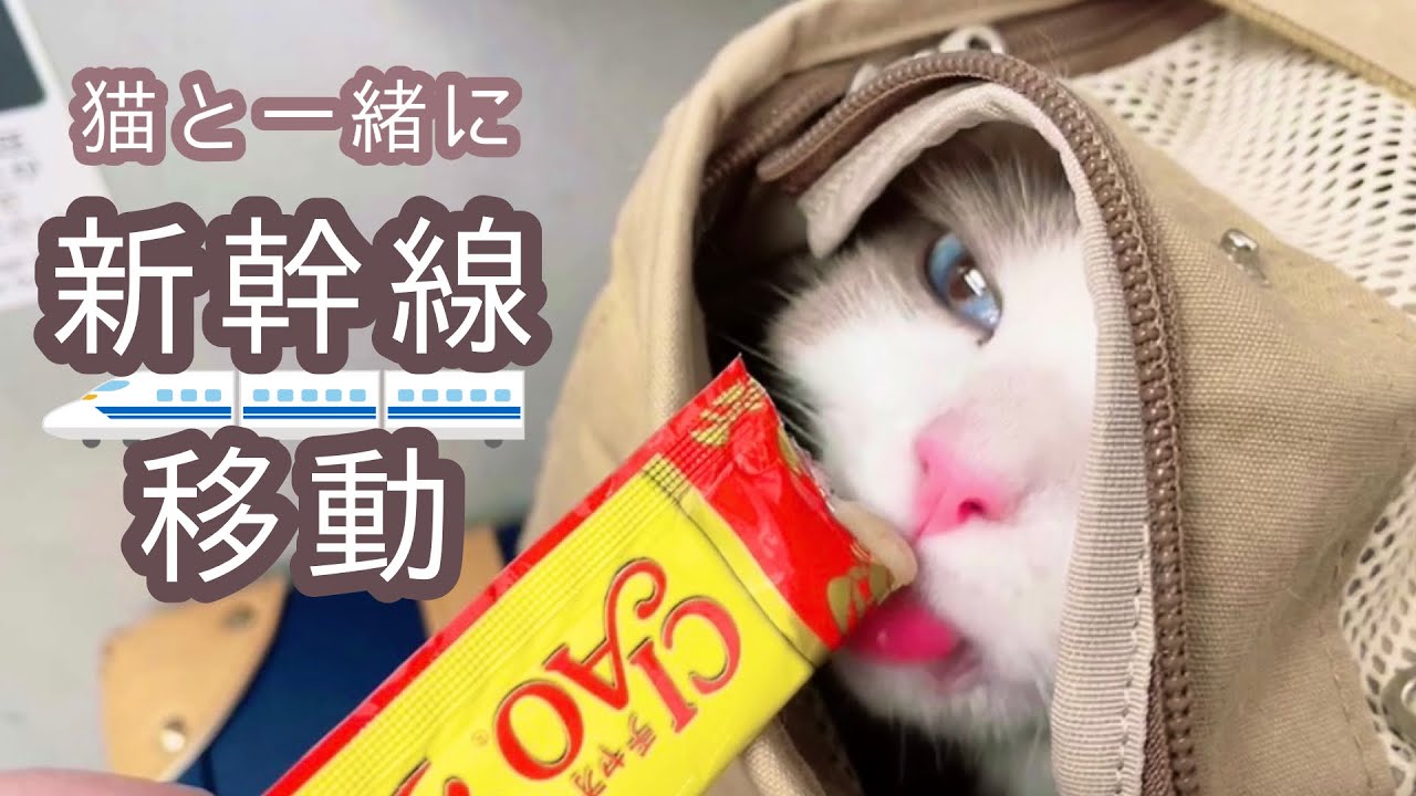 【猫と一緒】新幹線の乗り方【準備と車内】