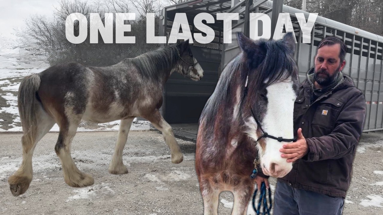 She Came For Training...But Left Expecting | Clydesdale Breezy Goes Home To Foal❤️
