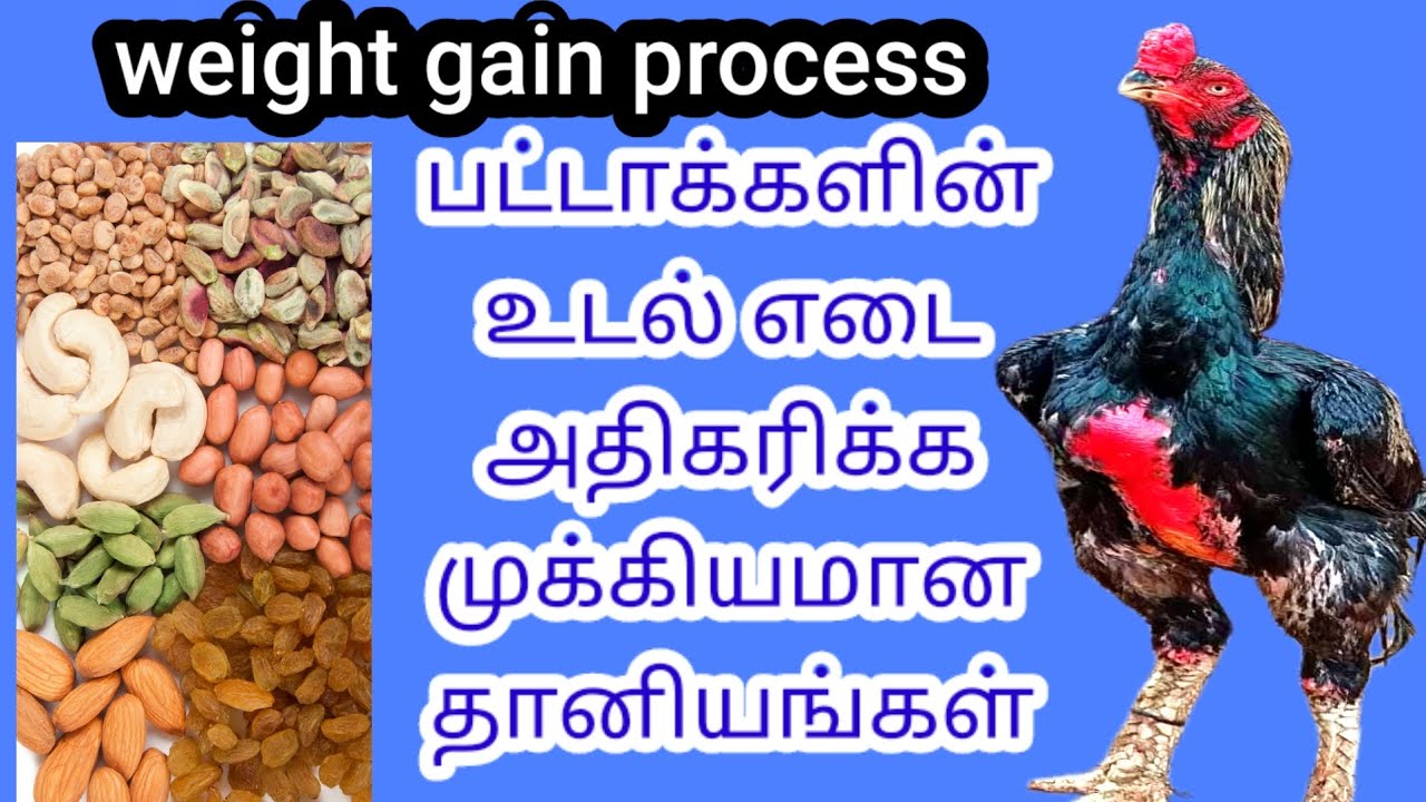 🤔Weight gain process🤩பட்டாஉடல் எடை அதிகரிக்கசெய்ய வேண்டிய முக்கியமானசில விஷயங்கள்மற்றும் தானியங்கள்💚