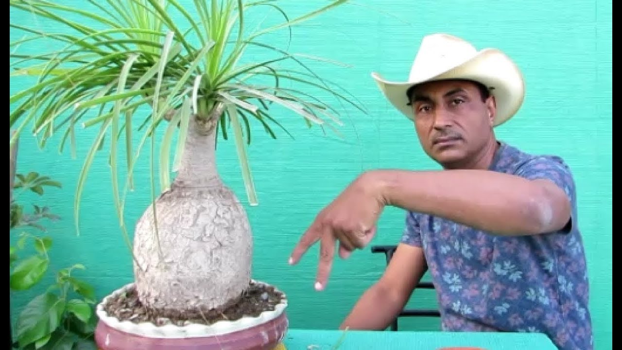 How to make Ponytail Palm Bonsai/Bonsai Hunter