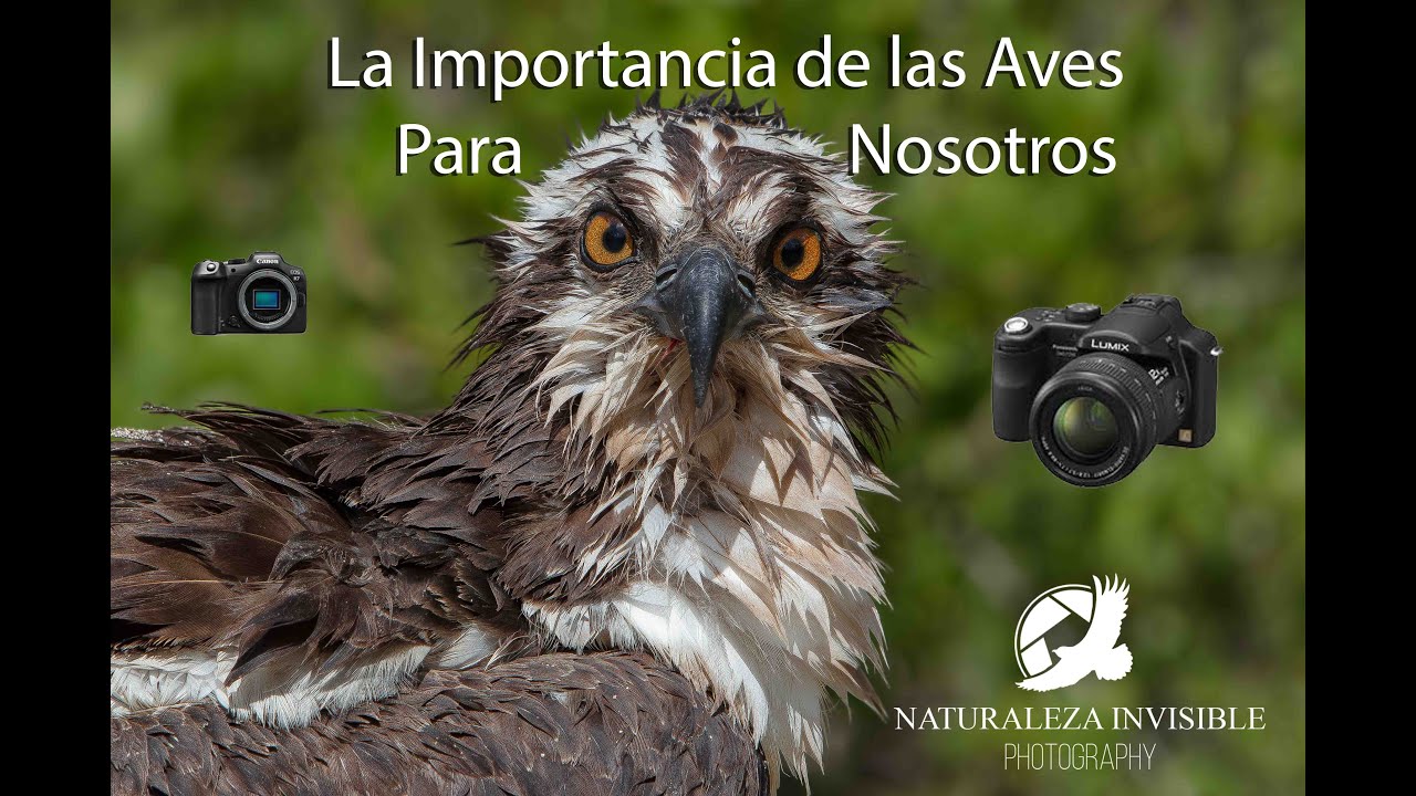 La Importancia de las aves