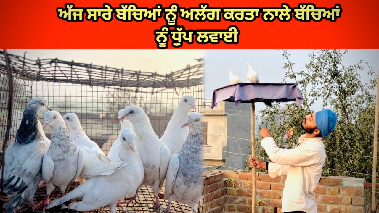 ਅੱਜ ਆਪਣੇ ਸਾਰੇ ਬੱਚਿਆਂ ਨੂੰ ਅਲੱਗ ਕਰ ਦਿੱਤਾ ਨਾਲੇ ਧੁੱਪ ਵੀ ਲਵਾ ਦਿੱਤੀ ਬਾਕੀ ਵੀਡੀਓ ਦੇ ਵਿੱਚ ਦੇਖੋ