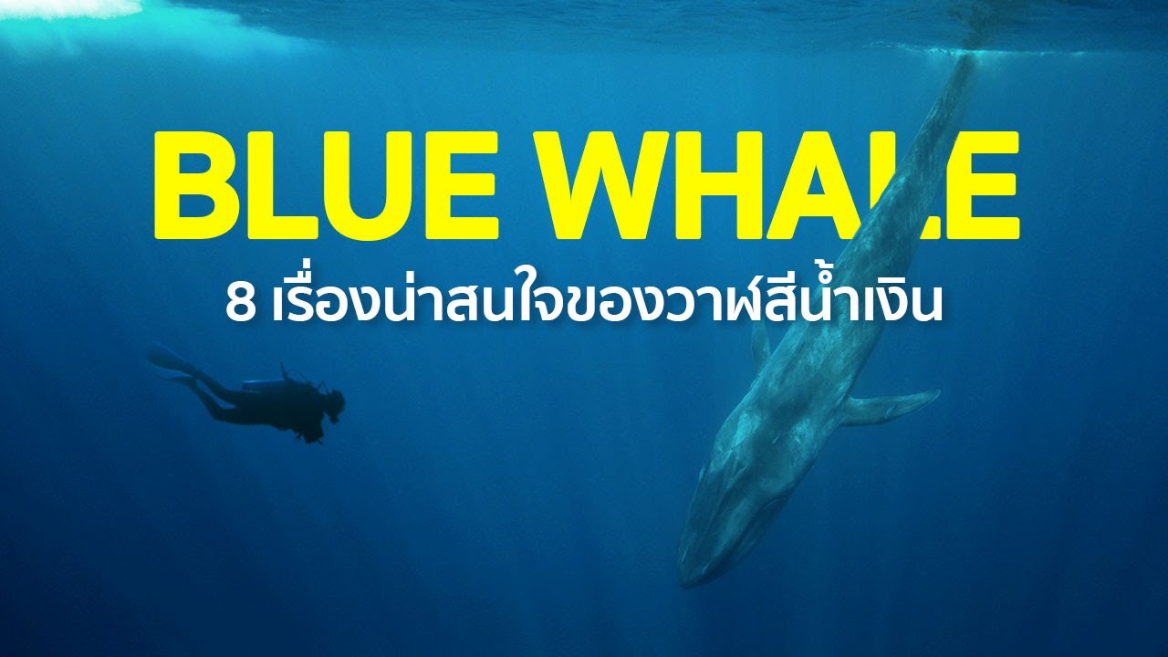 8 เรื่องน่าสนใจของวาฬสีน้ำเงิน