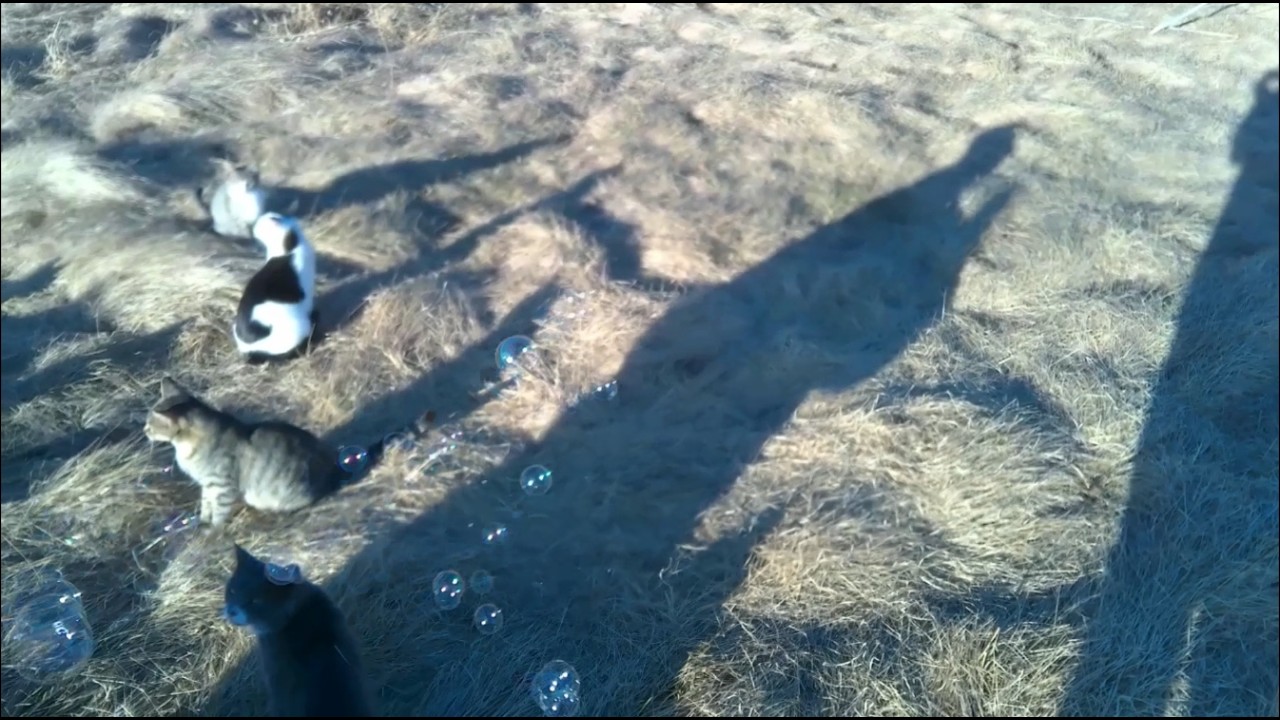 My Sister Was Blowing Bubbles At The Kittens In The Weeds