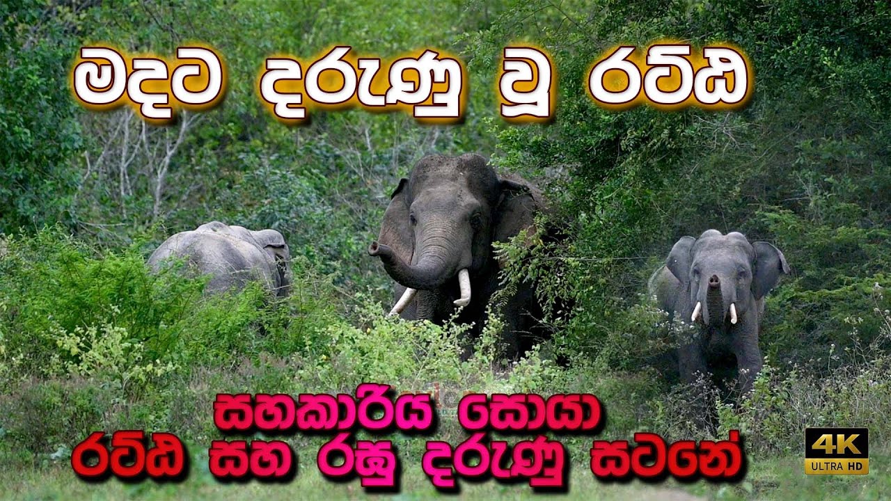 දරුණූ  වු රට්ඨ ඇතා සොයා කැලේ මැදින් 🐘🌿🍃😲❤ looking for Dangerous  tusker Ratta #savewildlife #tusker