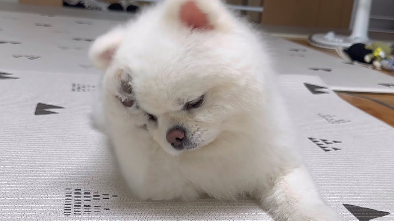 간식 안 줬더니 현기증 난다는 강아지ㅋㅋㅋ