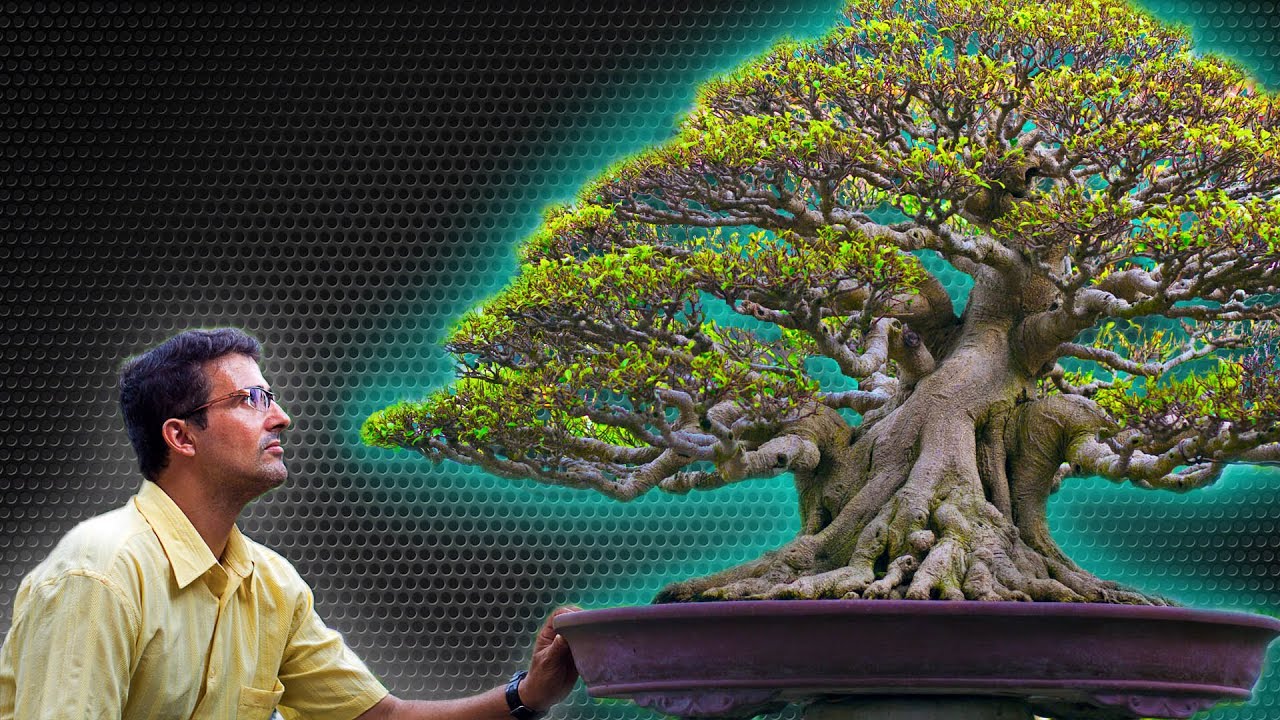OS 5 BONSAIS MAIS CAROS DO MUNDO