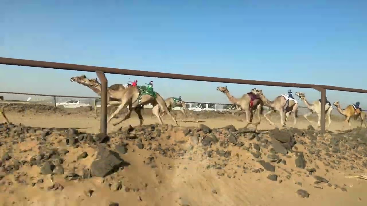 نجاح علي بشير القريبي