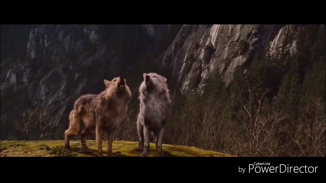 Twilight Wolves - Queen