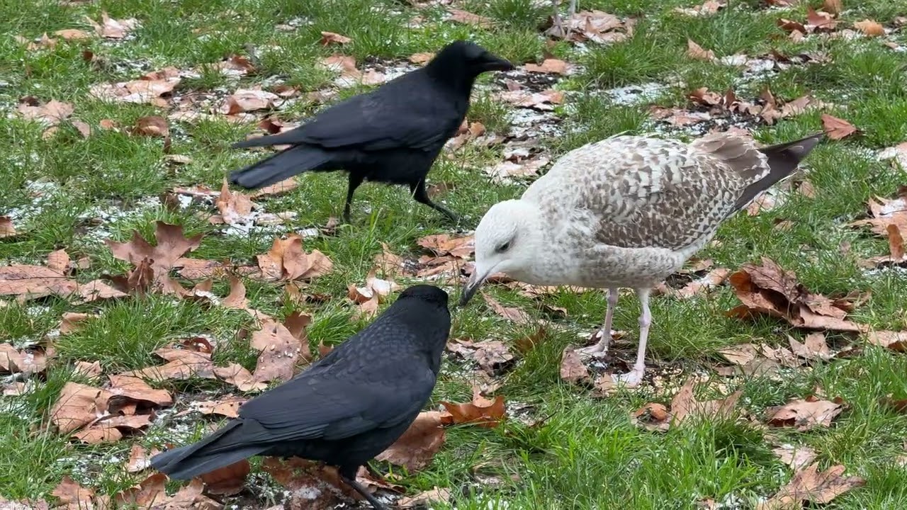 “Two carrion crows snack, a young herring gull takes over, and the crows try to trail behind 🐦🐦🪶”