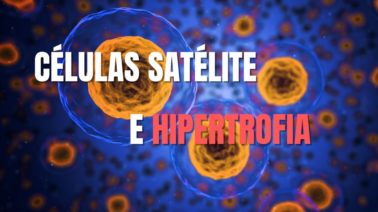 ¿Qué son las CÉLULAS SATÉLITE? 🤔 ¿Qué relación tienen las CÉLULAS SATÉLITE con la HIPERTROFIA 💪?