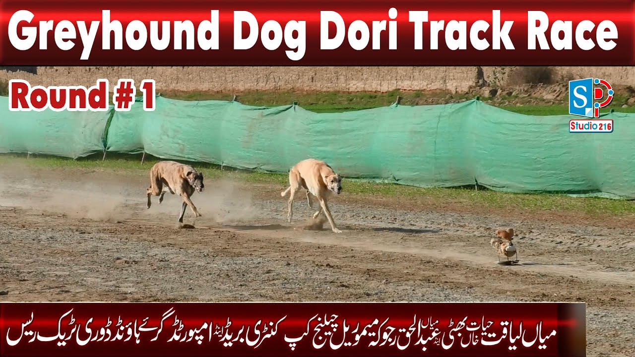 Greyhound Race | Dori Track Race Round 1 | Rajoka Coursing Club Fsd 