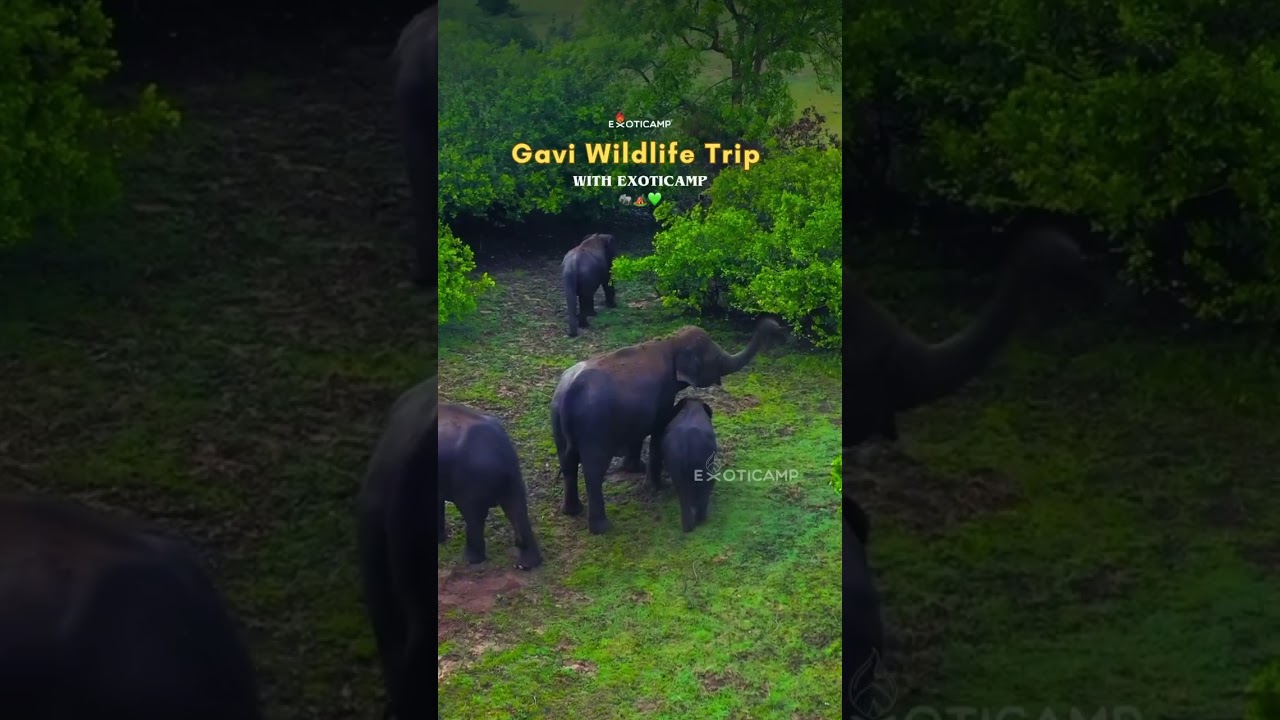 Tired of crowded tourist spots?Escape to Gavi Kerala’s hidden gem for a magical getaway DM us 🎟️