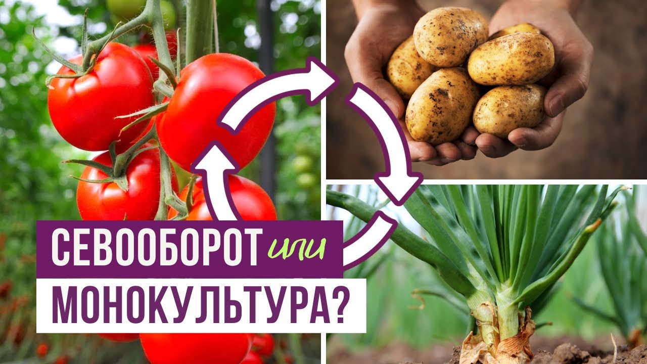 Необходим ли СЕВООБОРОТ на самом деле?