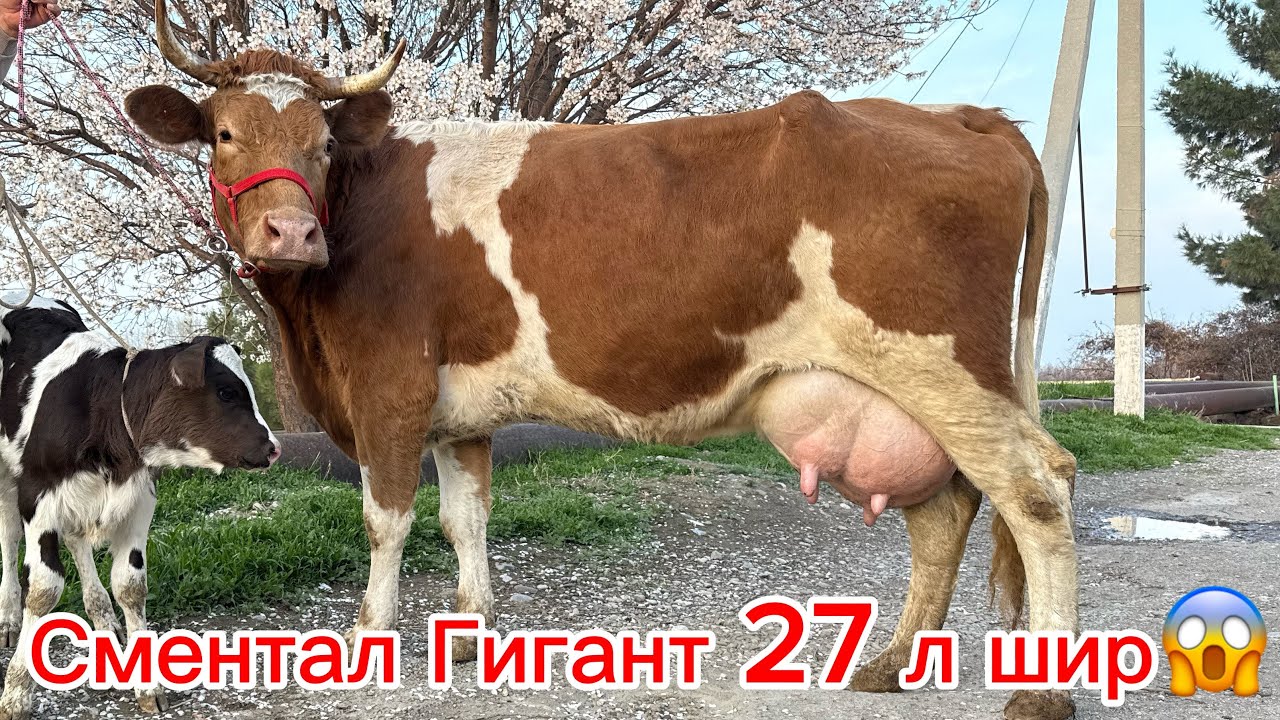 Дехкон Бобо Рекорда зад Шок хамма Сментали Гигант 27л шир арзон гарантия 
