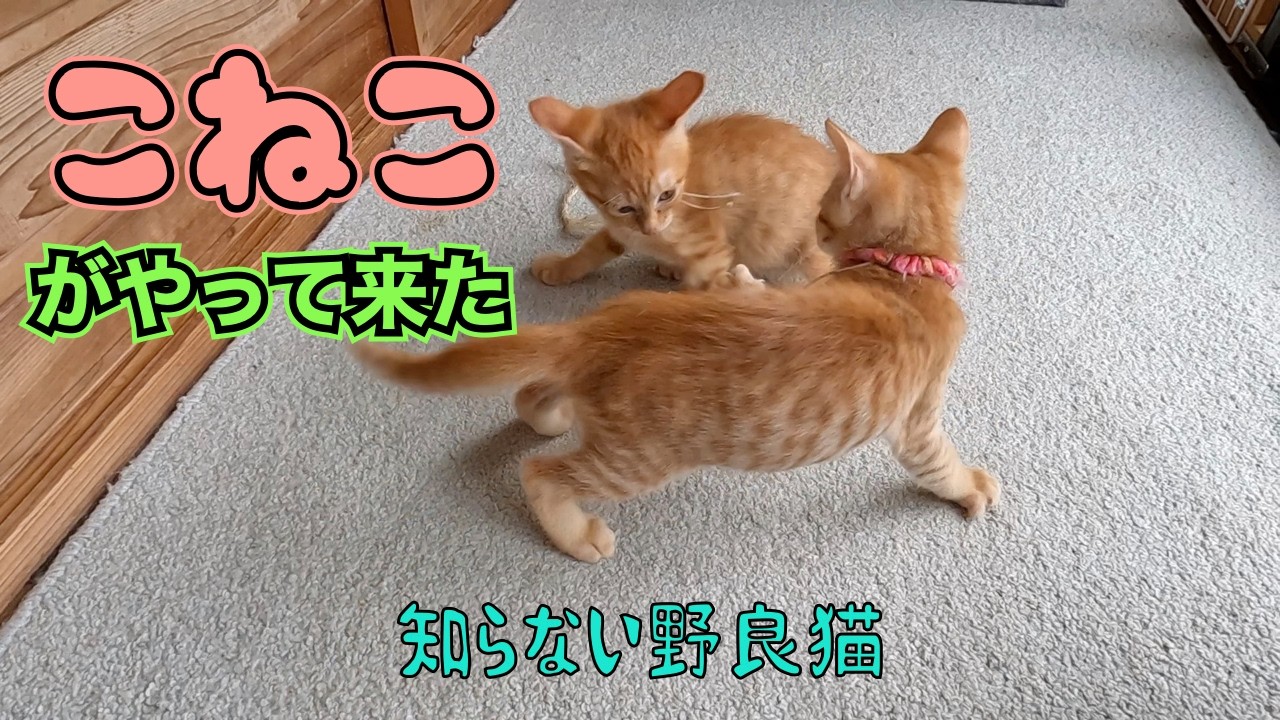 子猫がやって来た‼️😊　　「知らない子猫」