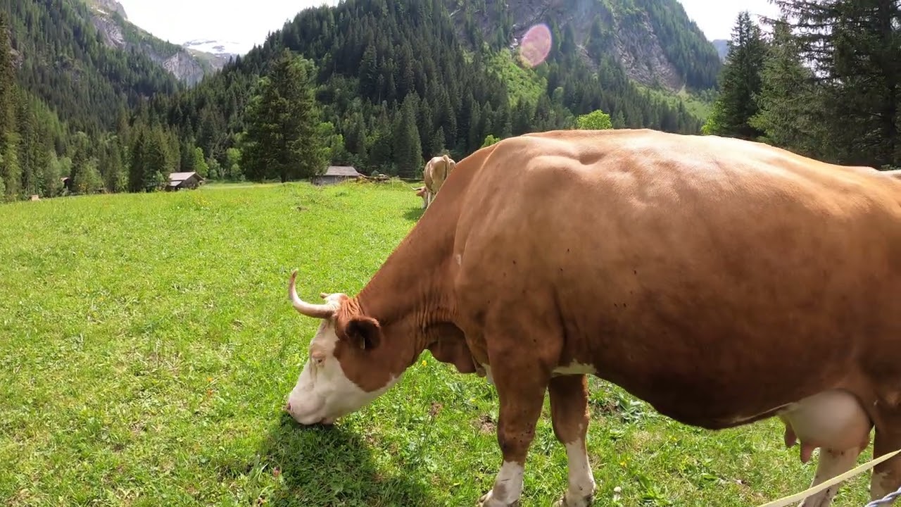 #swiss cow in Village #switzerland June 2025 #sameersethi