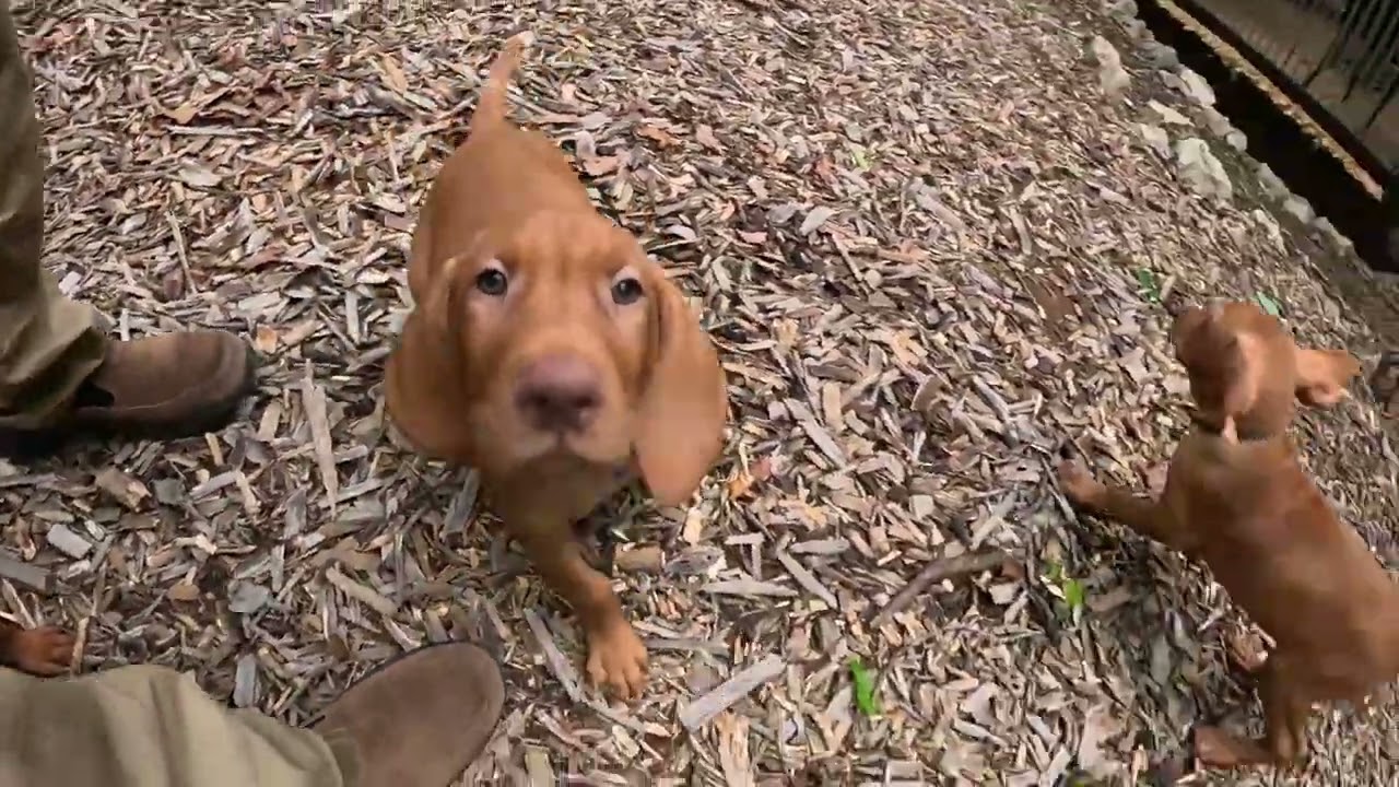 7 and 8 week old Vizsla puppies playing