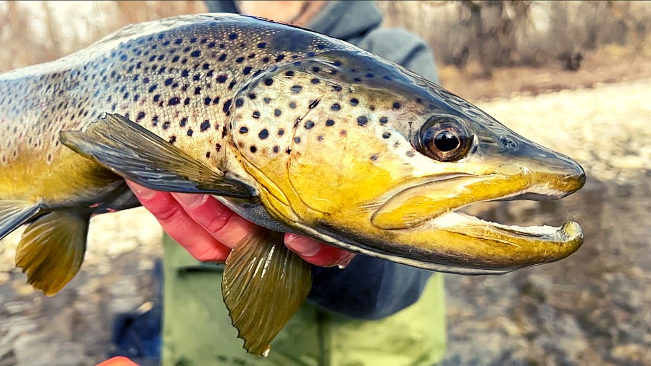 Boise River Fishing Contest BIG Trout Challenge!