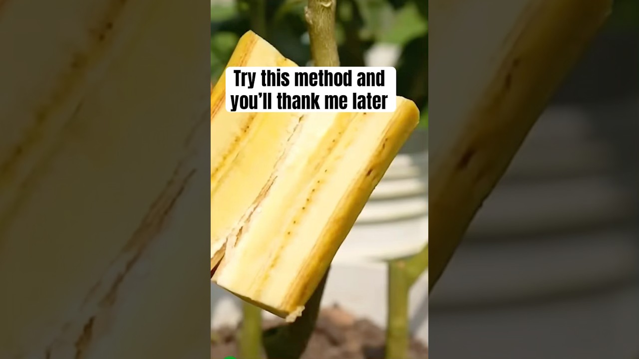 Method to use in propagating lemon tree using a banana #growjournal #growbar #flowerdaily #growops