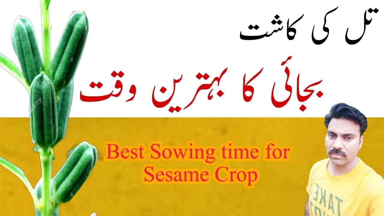 Ideal time for sesame cultivation |Sowing time of Sesame (Till) crop |تل کی کاشت کا صحیح وقت