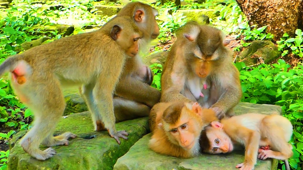 Monkey Luna feels scared, Rainbow, while she helps groom Libby and comes to nearly her 🙊💕