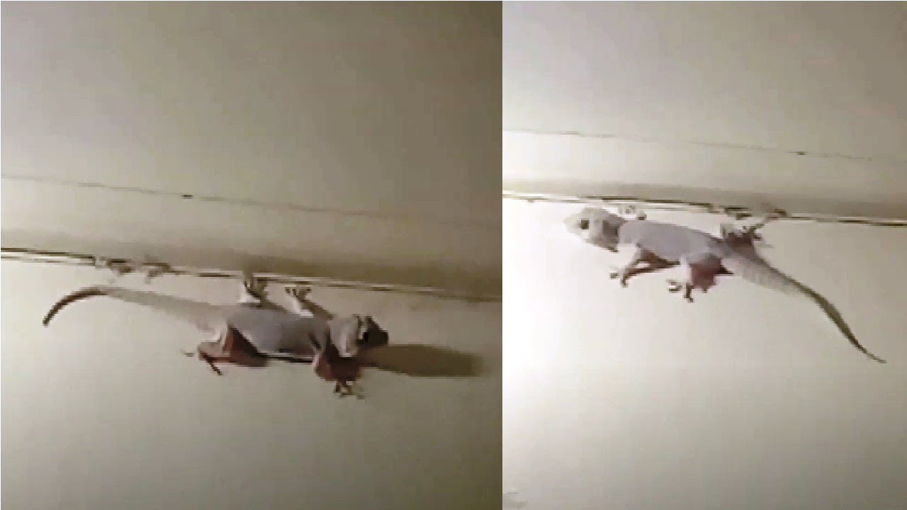 Lizard (Chipkali) on wall