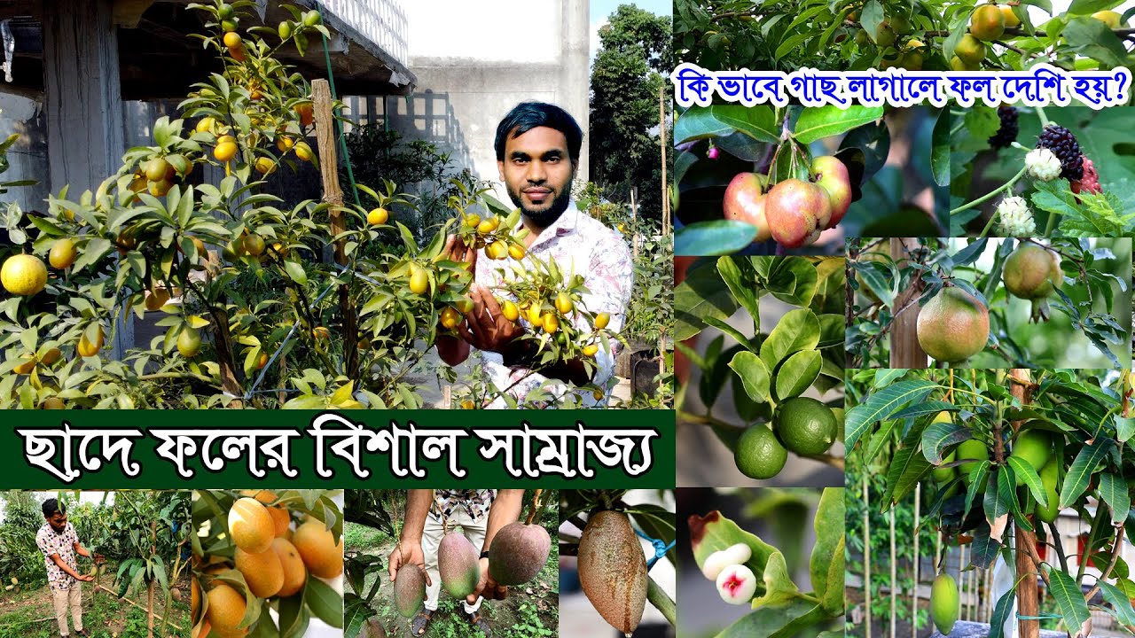 প্রত্যেকটা গাছে ফল ঝুলছে | বাছাই করা ফলের গাছ দিয়ে ছাদে ফল বাগান তৈরি মামুরে | ছাদে ফলের সাম্রাজ্য