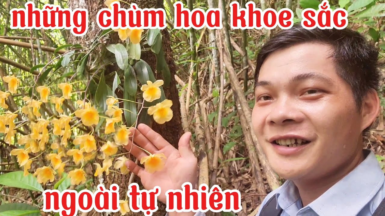 Đi tìm lan rừng tập 16, mùa hoa vẩy rồng khoe sắc ngoài tự nhiên | phong lan rừng pv