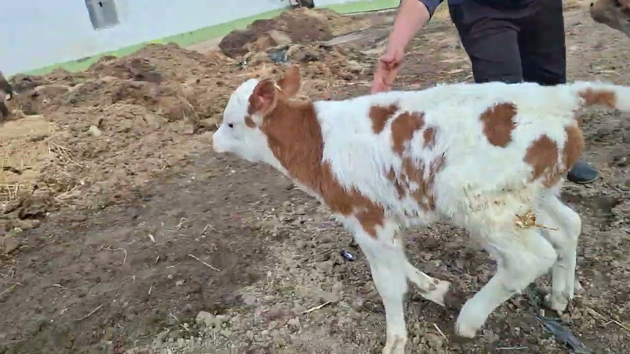 ватсаб 2 САР БУКАЧАХОИ БЕ ОЧА СЕМЕНТАЛ ВА ШВЕТ БАРОИ БА МОЛ ХАМРОХ