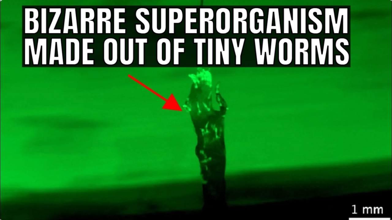 Mind-blowing Video of Worms Merging into a Superorganism Filmed by Scientists