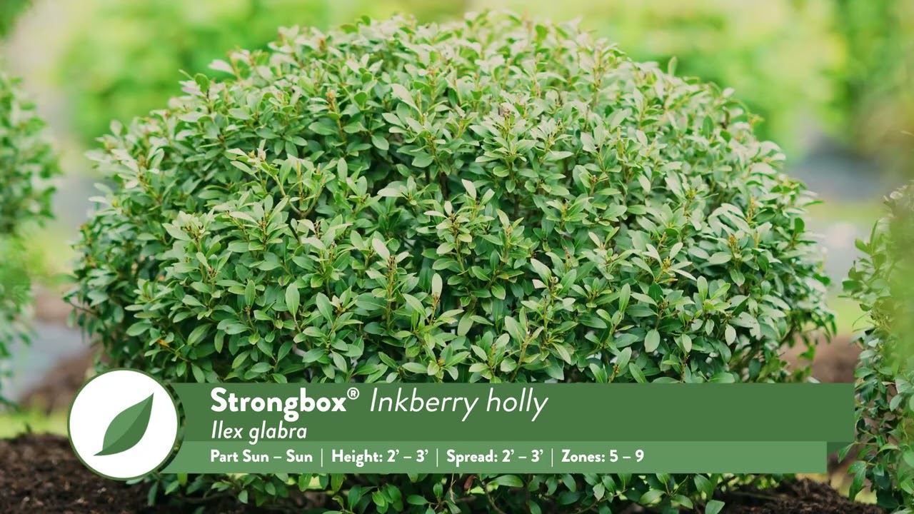 Boxwood Alternatives | Proven Winners® Shrubs for Beautiful Landscapes