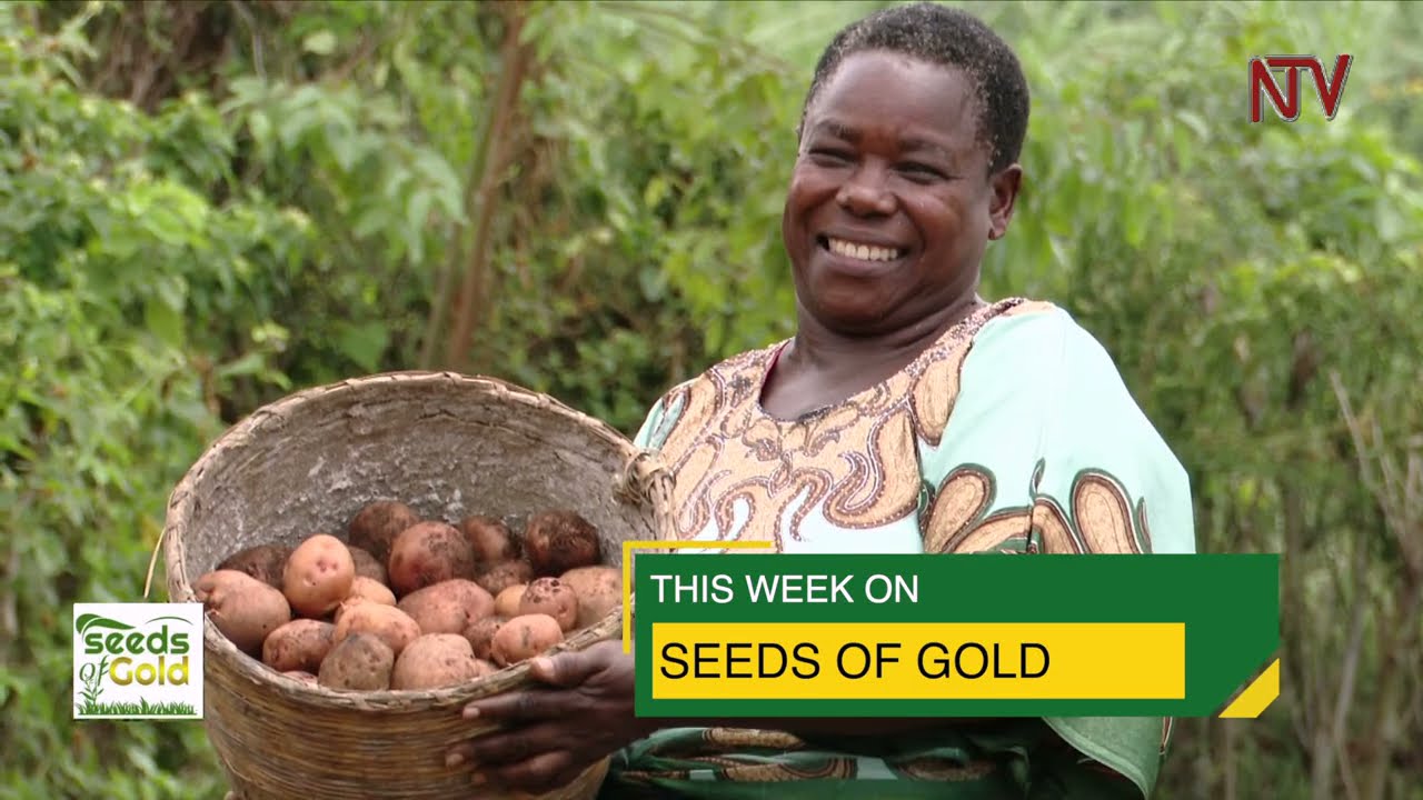 Growing potatoes | SEEDS OF GOLD