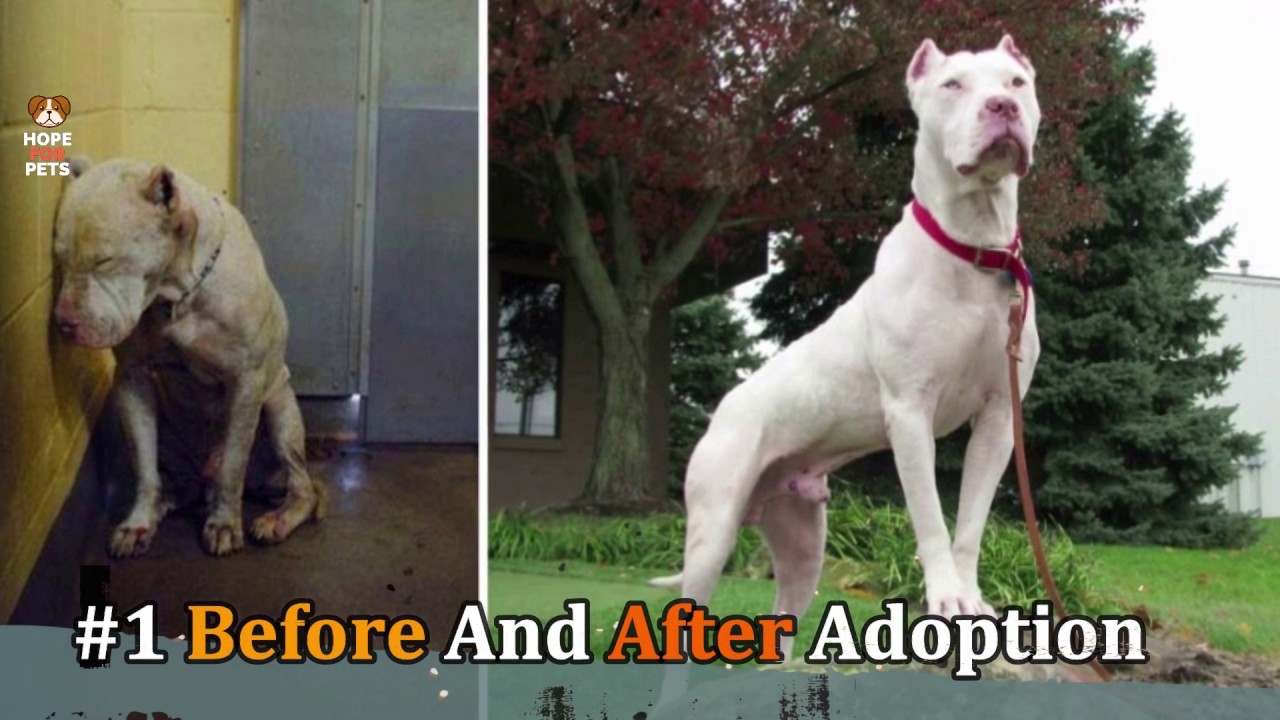 10 RESCUE ANIMALS JUST BEFORE AND AFTER ADOPTION .