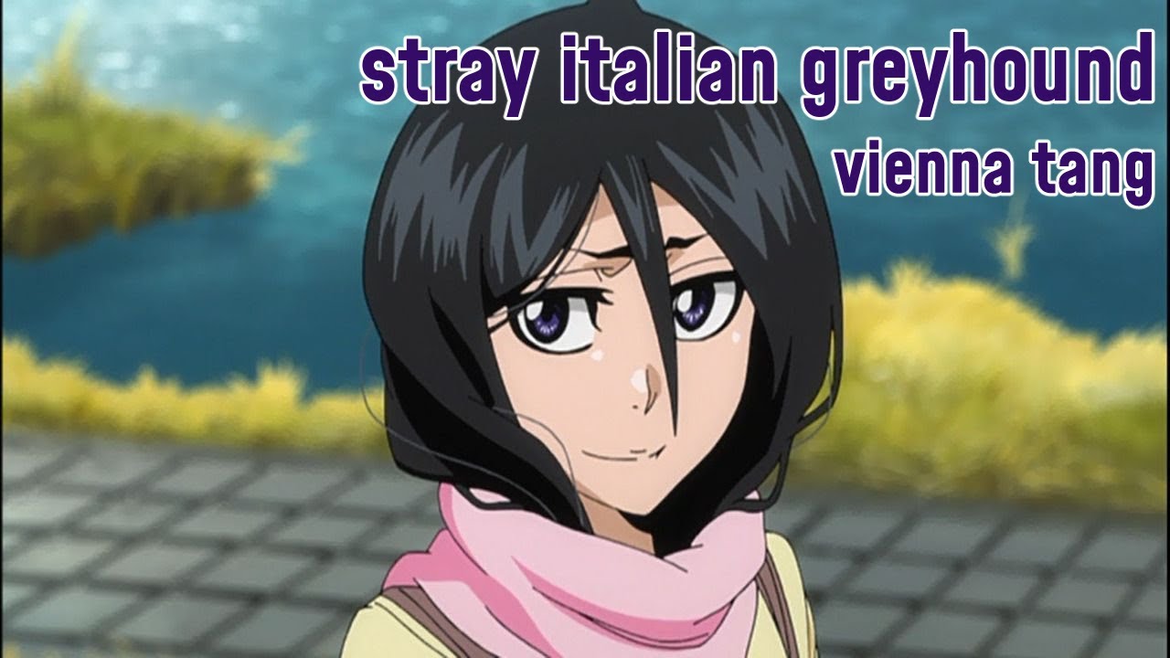 [bleach] stray italian greyhound ❄️ rukia kuchiki 💜 ichiruki