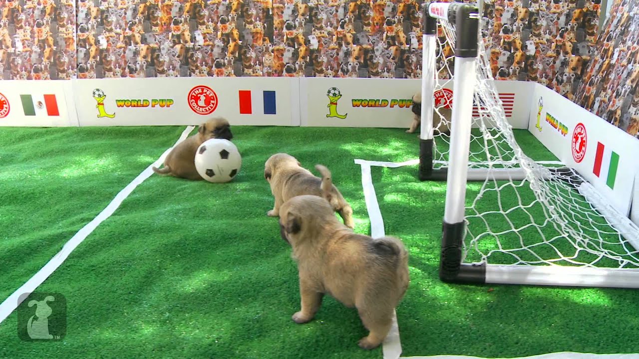 World Pup - Pug Puppies vs. Bichon Frise
