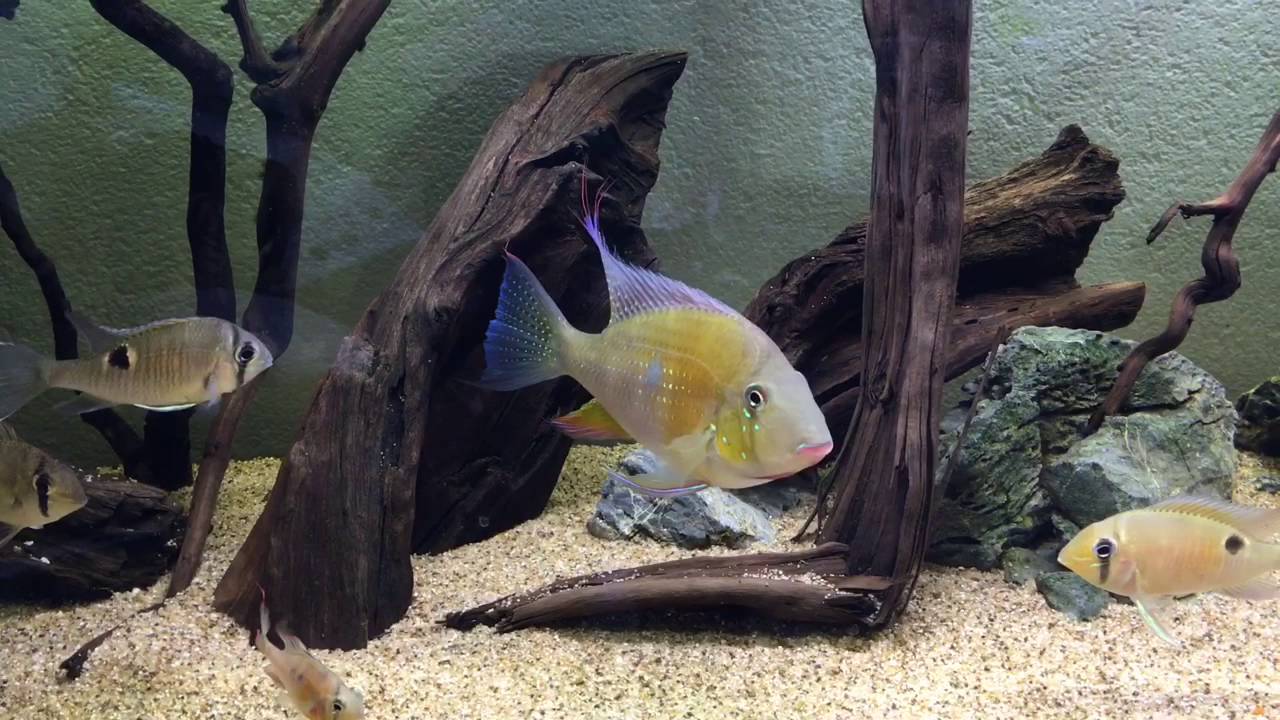 Zuid Amerika Biotoop, Acarichthys heckelii en Biotodoma Cupido