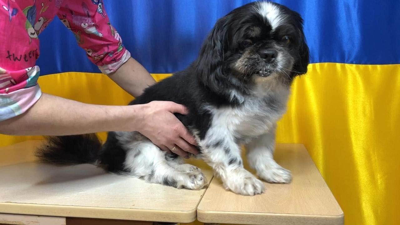 My paws stopped listening to me: Special Pekingese on a Haircut