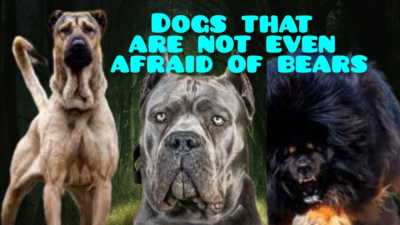 The Most Fearless, Strong, and Big Dogs: A Thrilling Tribute to Remarkable Canines