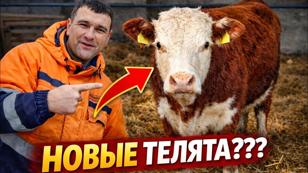 Утренний обход фермы…Проверяю стадо ГЕРЕФОРДОВ: есть ли новорожденные?