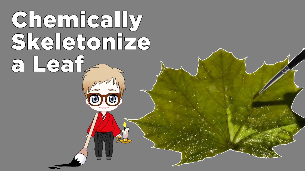 Chemically Skeletonize a Leaf