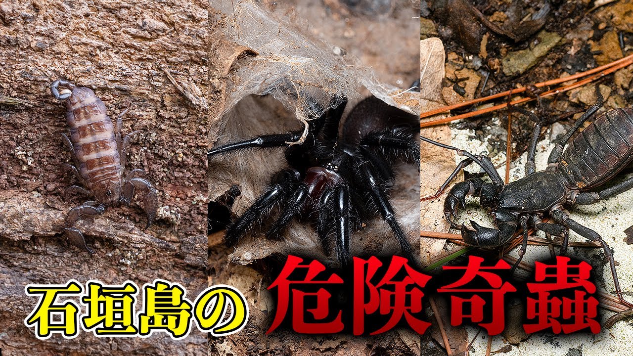 【閲覧注意】日本のサソリ&タランチュラ！石垣島に生息する危険蟲たちを探す旅