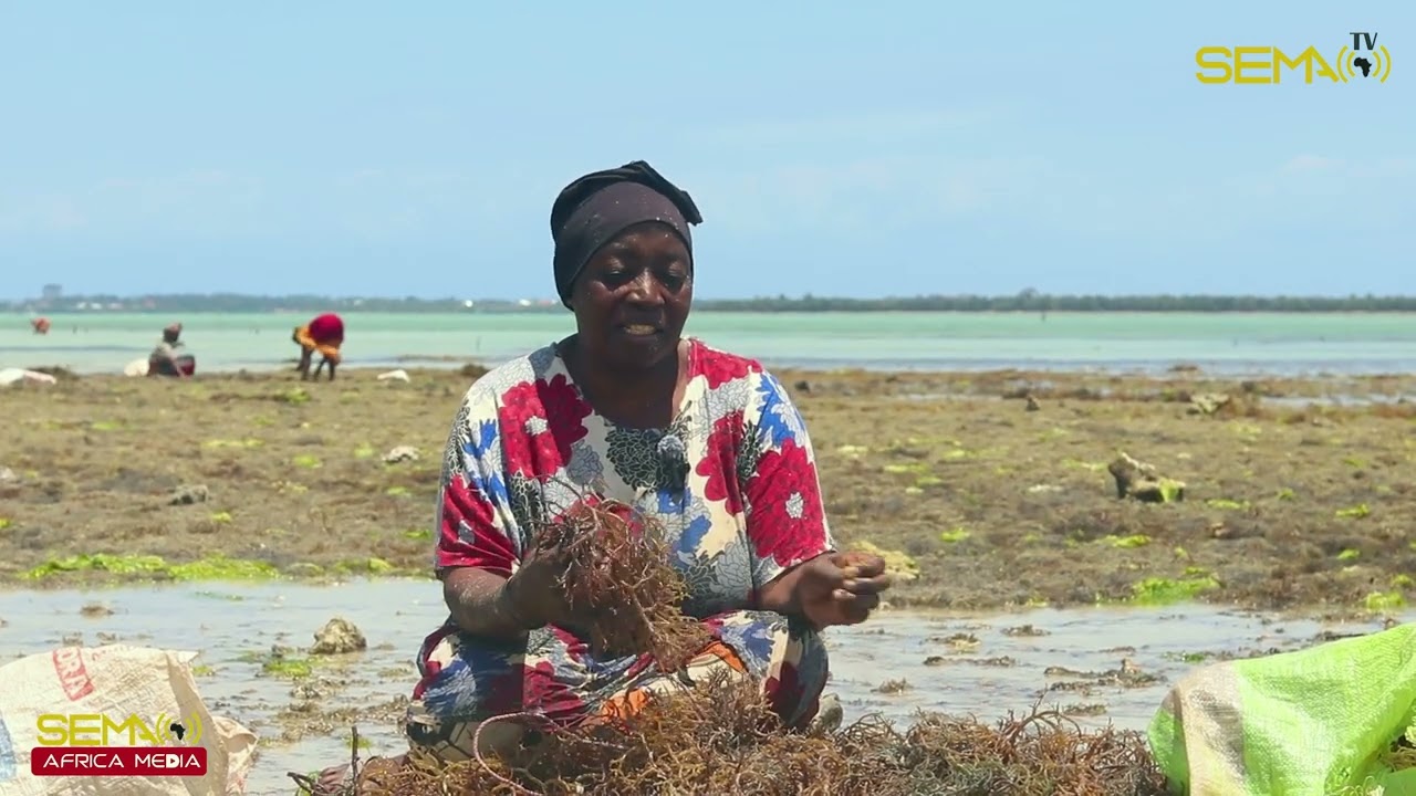 RIPOTI ZA SEMA AFRICA - WAKULIMA WA MWANI KISIWANI ZANZIBAR