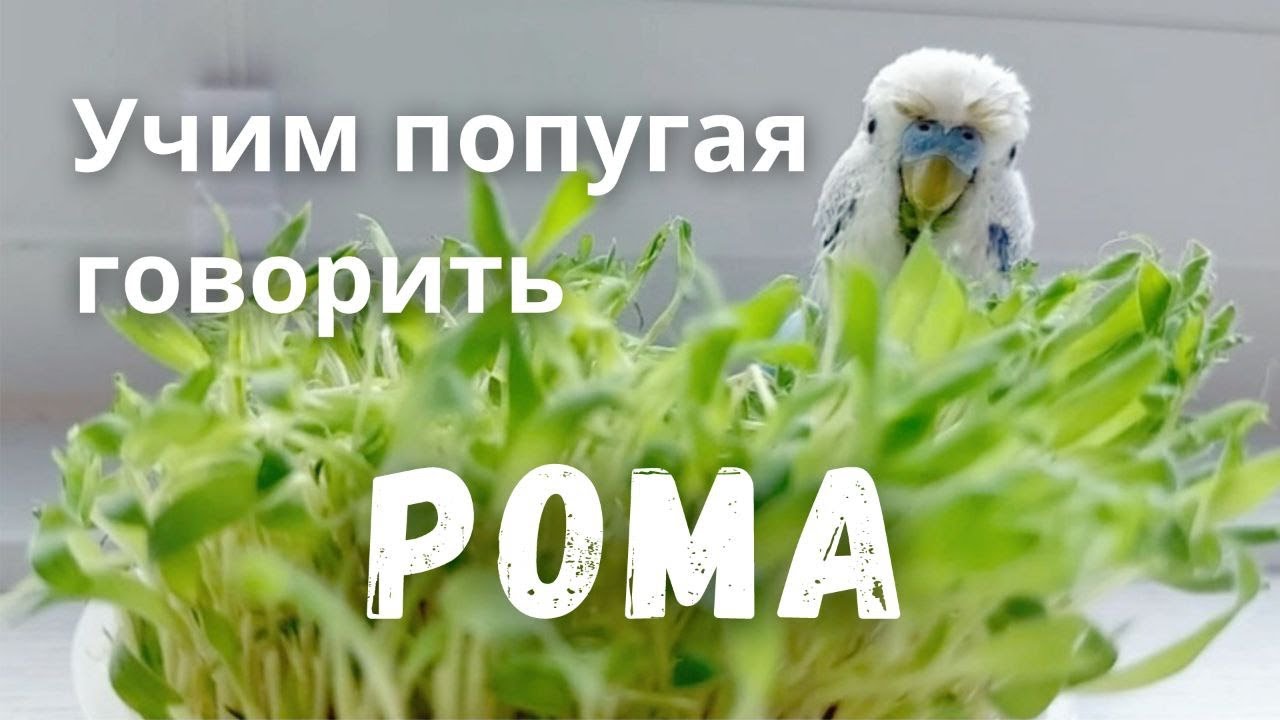 Учим попугая говорить 