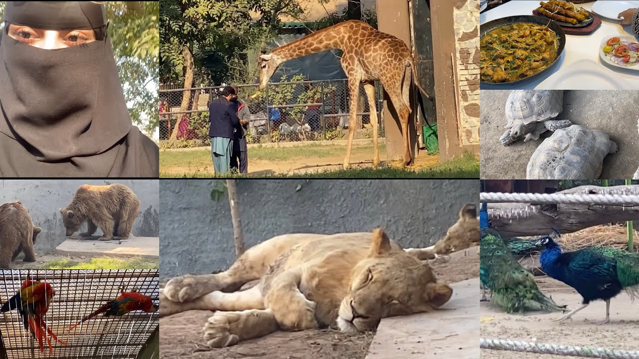Lahore zoo transformation 2025 | european style zoo in Pakistan|