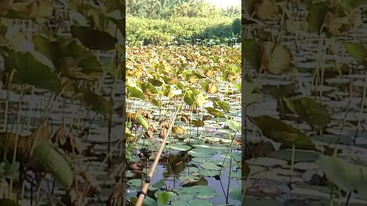 Cara pakai umpan kroto buat mancing ikan