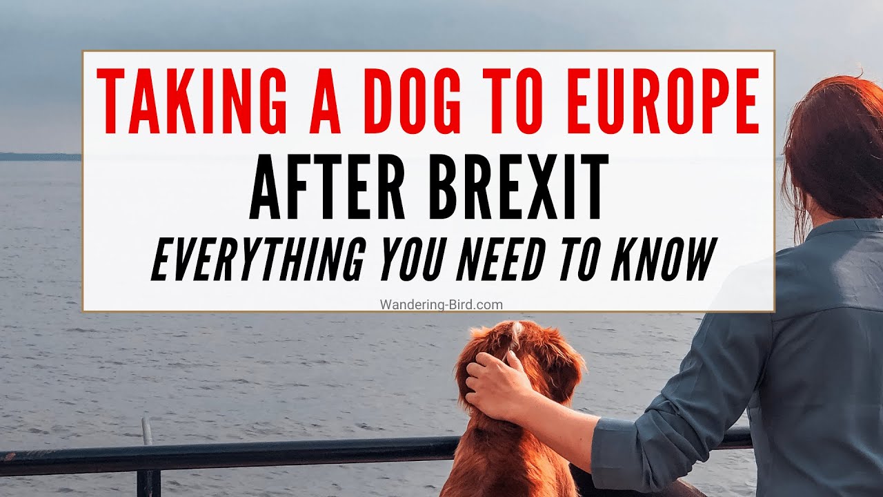 Что нужно знать о поездках с собакой во Францию/Европу после BREXIT.