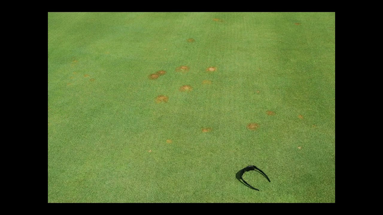 Pythium spp /caída de plántulas